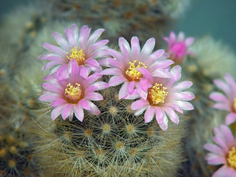 Blossoming cactus Mammillaria dasiaconta.