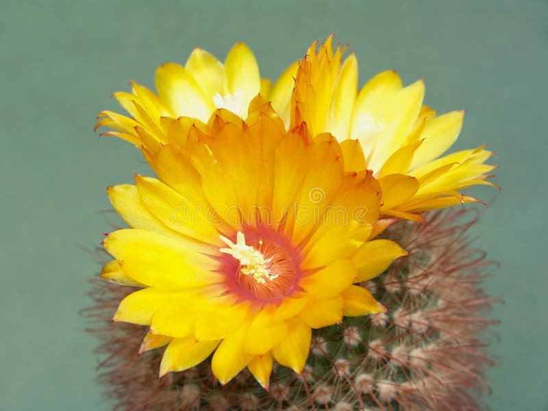 Blossoming cactus Parodia commutans.