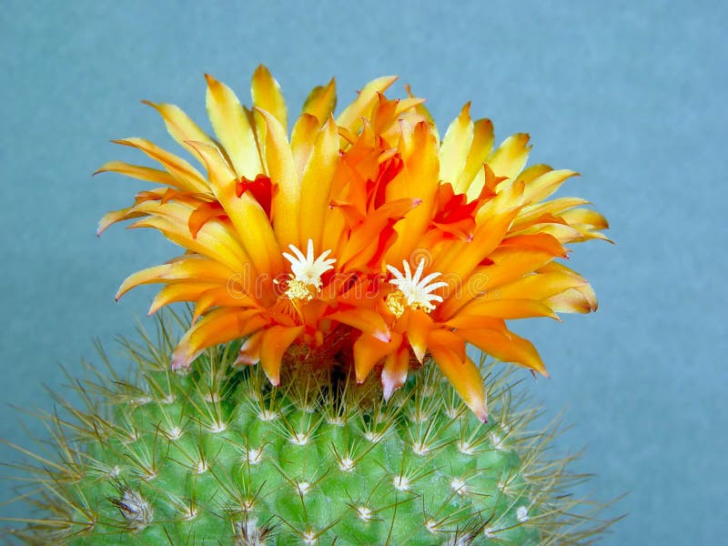 Blossoming cactus Parodia faustiana.