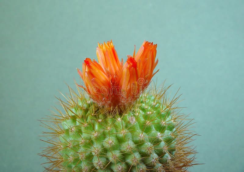 Blossoming cactus Parodia faustiana.