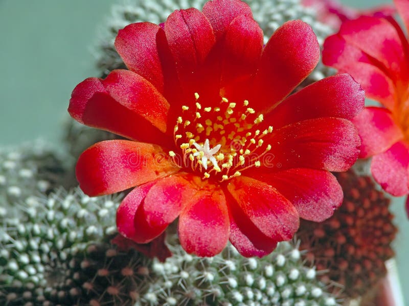 Blossoming cactus Rebutia kariusiana.