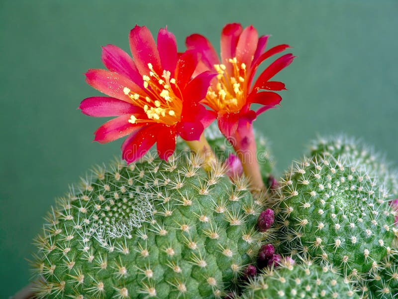 Blossoming cactus Rebutia mansoneri.