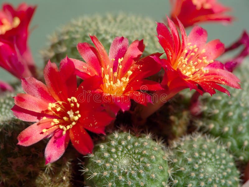 Blossoming cactus Rebutia mansoneri.