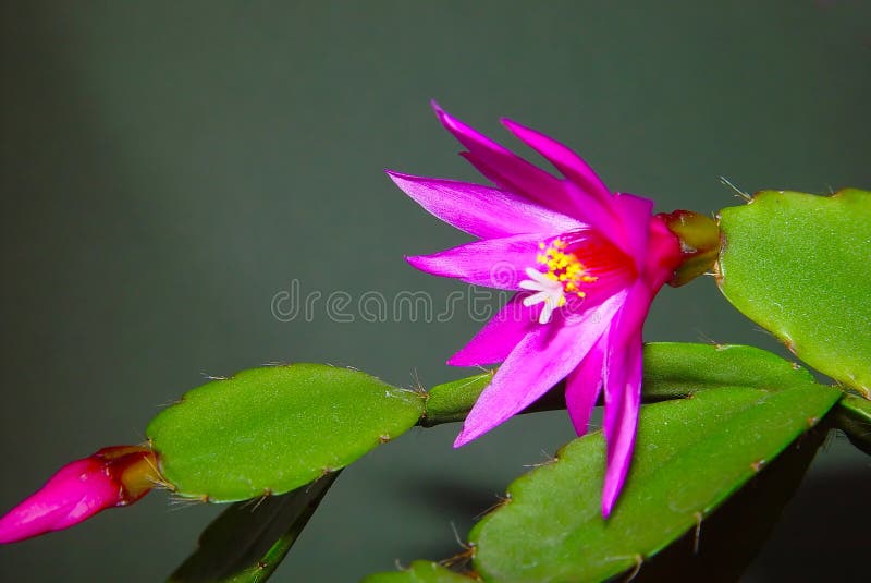 Blossoming cactus Schlumbergera.