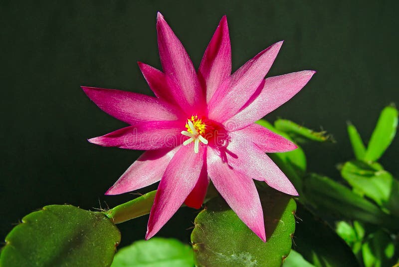 Blossoming cactus Schlumbergera.