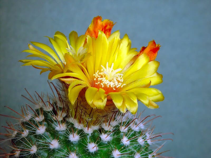 Blossoming cactus of sort Parodia.