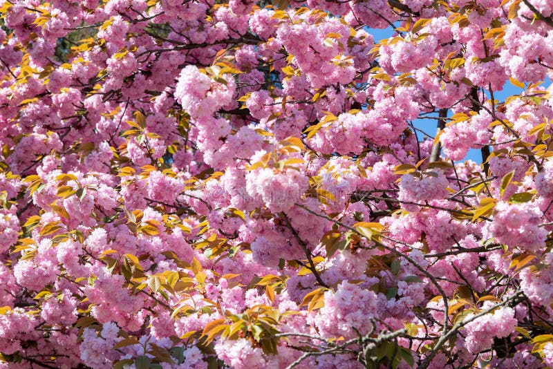Japanese Blossom Pattern stock photo. Image of falling - 2469968