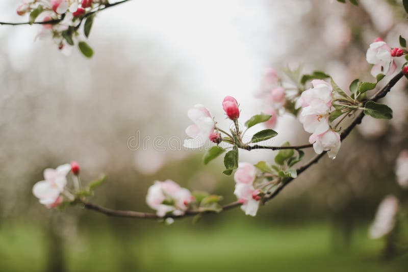 Blossoming of Cherry Flowers with Green Leaves. Branches of a Tree in Spring  Season. Wallpaper, Spring Background Stock Photo - Image of decorative,  detail: 147764680