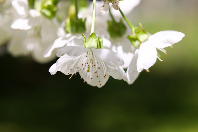 White cherry flowers stock image. Image of green, branch 146171953