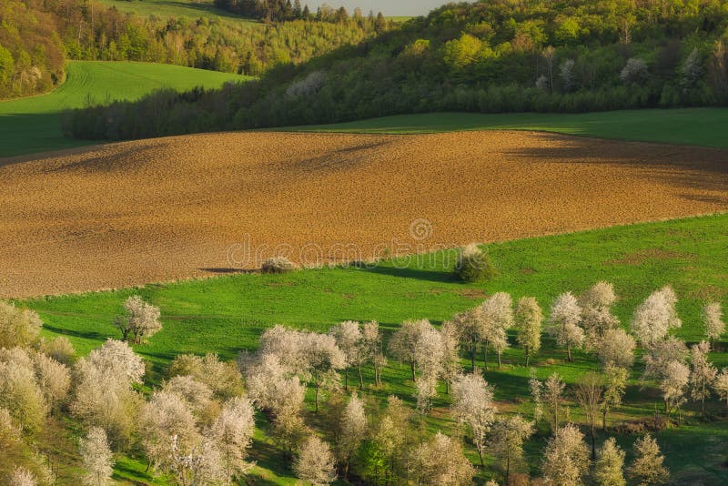 Rozkvetlé třešně a pole nad obcí Brdarka na jaře