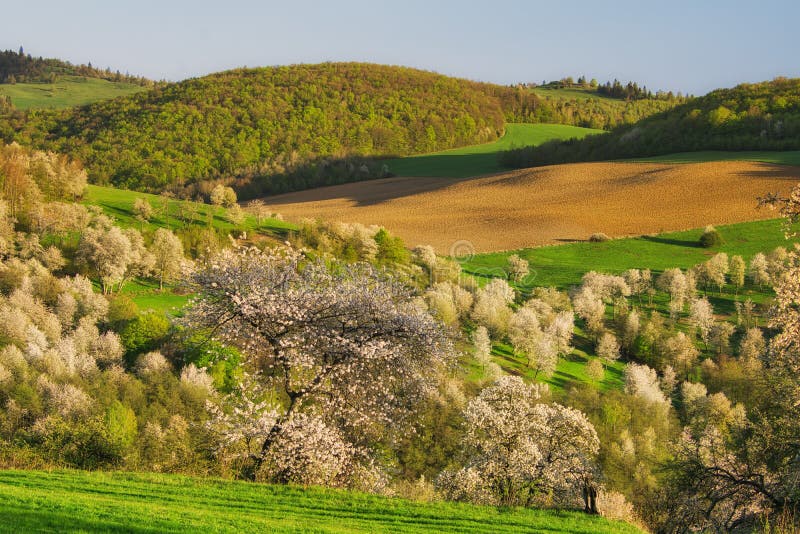 Rozkvetlé třešně a pole nad obcí Brdarka na jaře