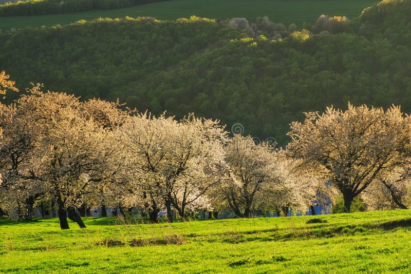 Rozkvetlé třešně a pole nad obcí Brdarka na jaře