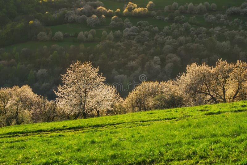 Rozkvetlé třešně a pole nad obcí Brdarka na jaře