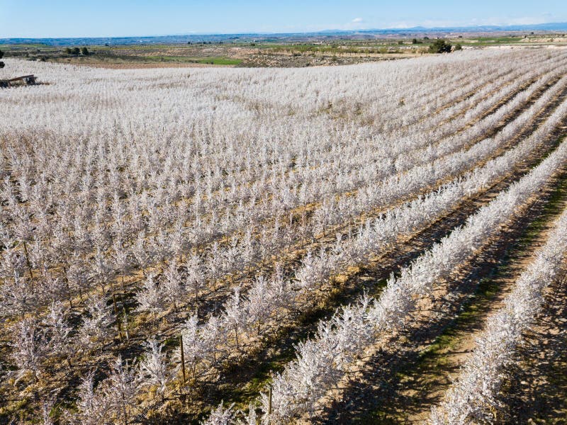 Blossoming of cherry trees on a meadows of Europe in spring royalty free stock photos
