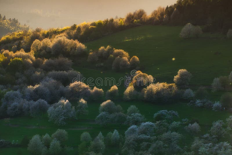 Rozkvetlé třešně a louky u obce Brdarka