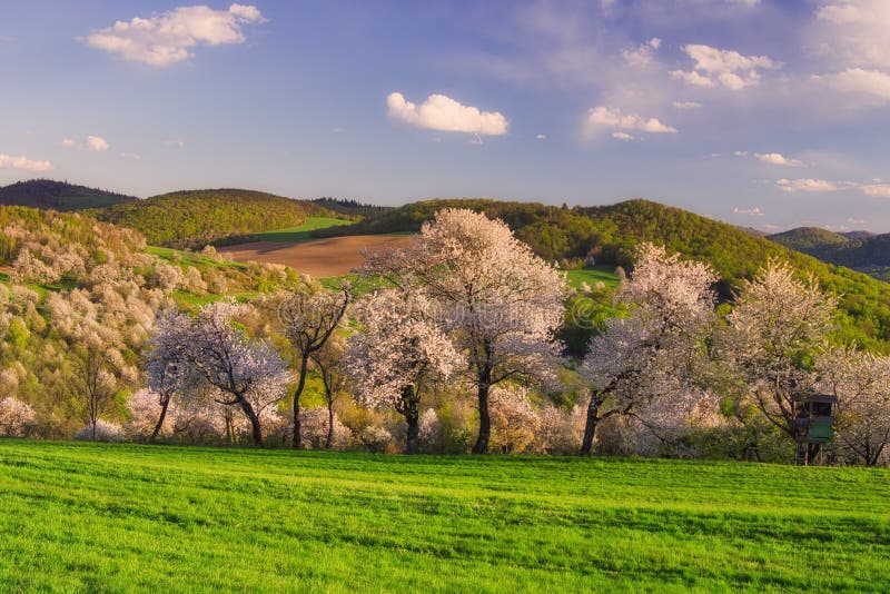 Rozkvitnuté čerešne nad obcou Brdarka počas jari