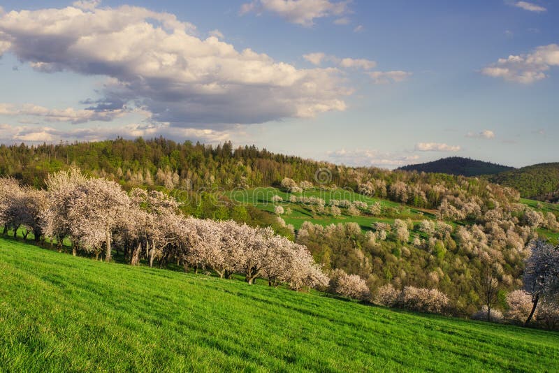 Rozkvitnuté čerešne nad obcou Brdarka počas jari