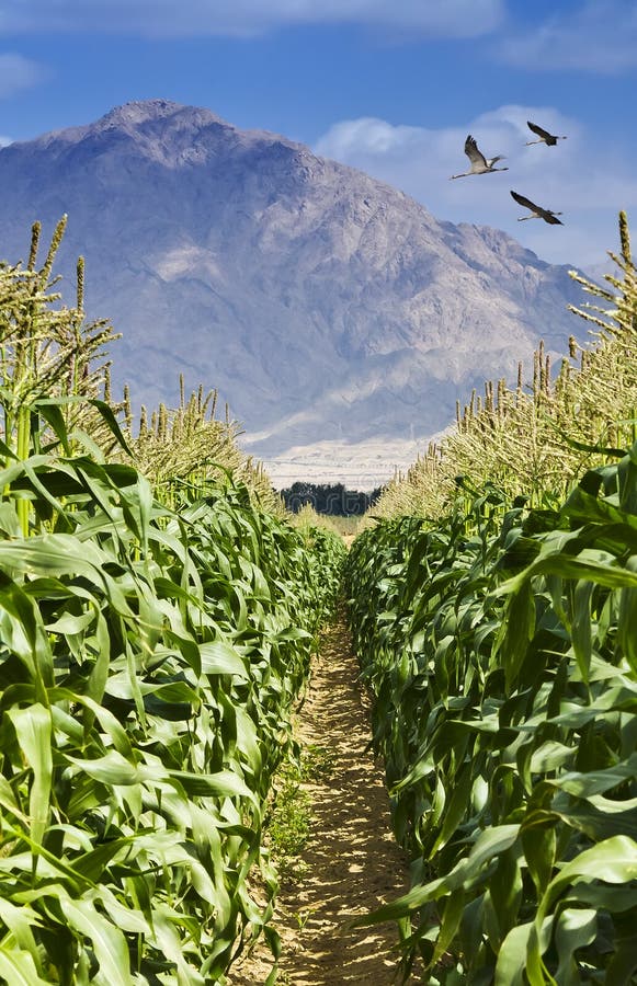 Blossoming corn plantation near Eilat, Israel