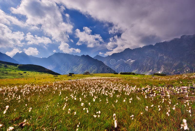 Cottongrass flowers in Kobylia dolina valley in High Tatras during summer