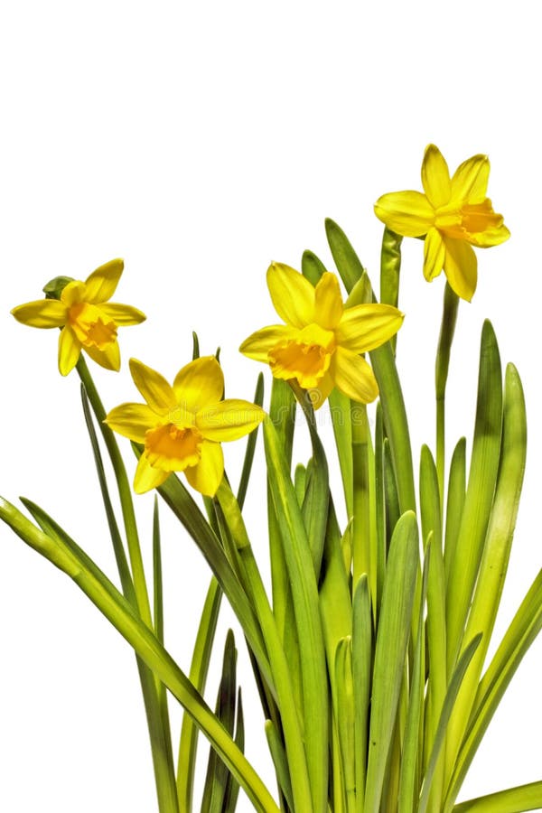 Blossoming Daffodils On A White Background Stock Image - Image of ...