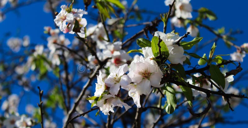 Blossoming flowers. Flowers of tree in spring with a beautiful composition of white flowers, darker branches, small green leaves stock photos Blossoming flowers. Flowers of tree in spring with a beautiful composition of white flowers, darker branches, small green leaves stock photos