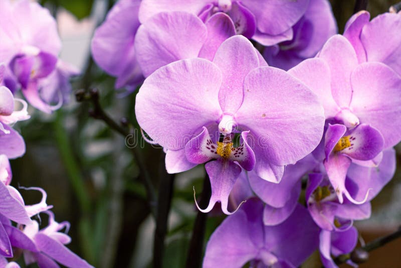 Blossoming violet flowers stock image. Image of decoration 183975021