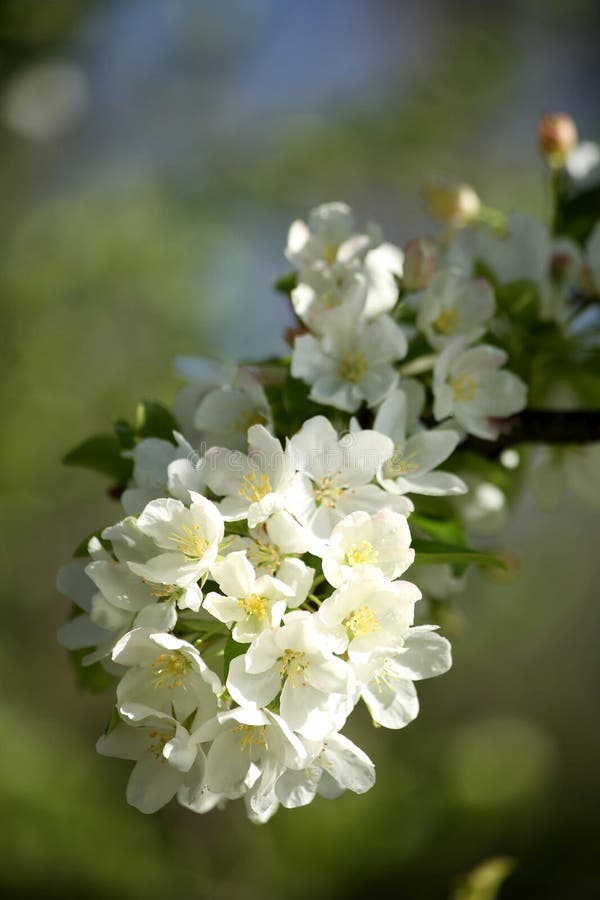 Blossoming fruit tree stock image. Image of gardening 111735683