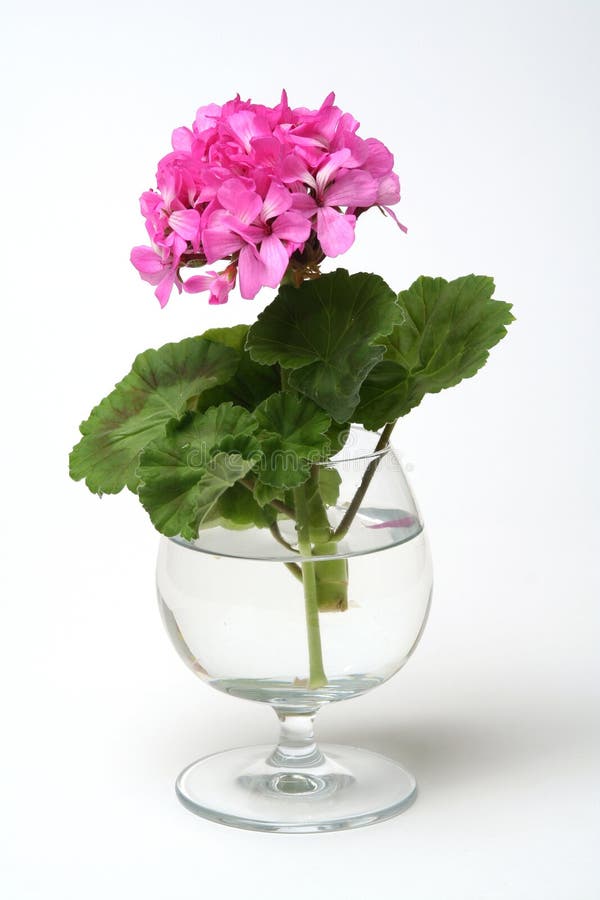 Blossoming geranium