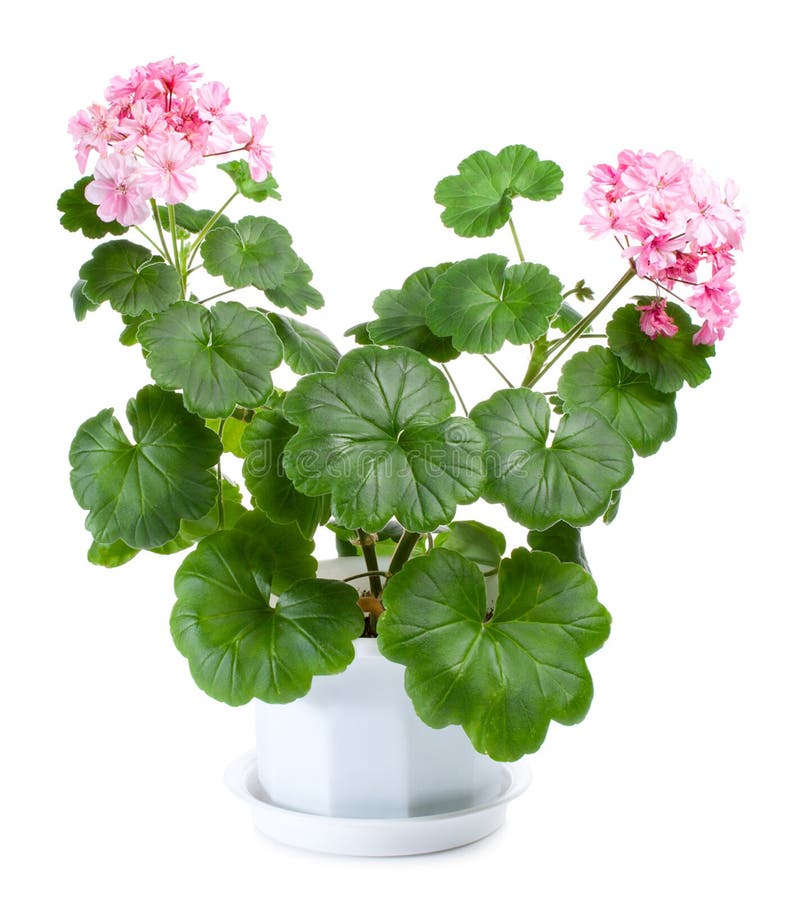 Blossoming geranium in pot