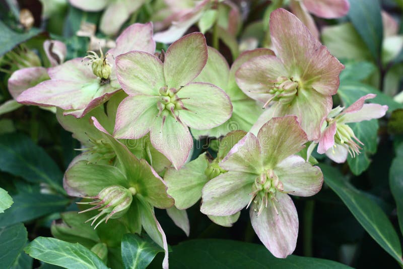 Blossoming helleborus стоковая фотография rf Blossoming helleborus стоковая фотография rf