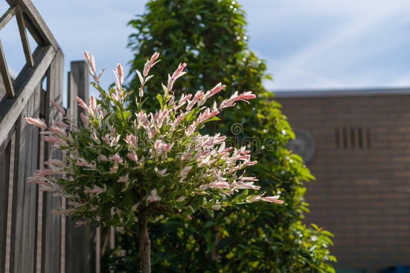 Blossoming japanese willow with fur-colored leaves