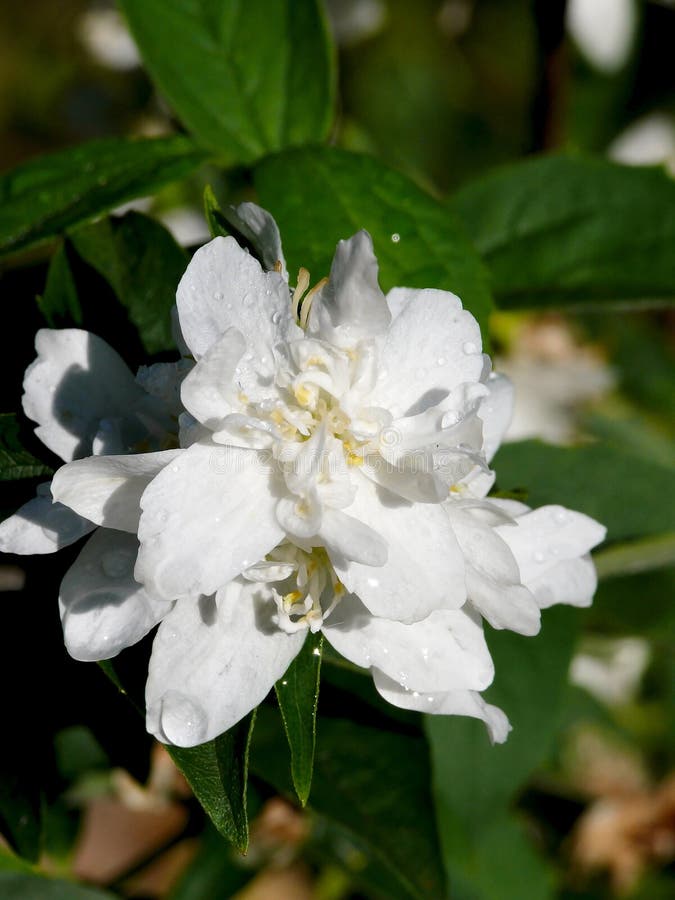 Blossoming jasmin. A garden. stock photos