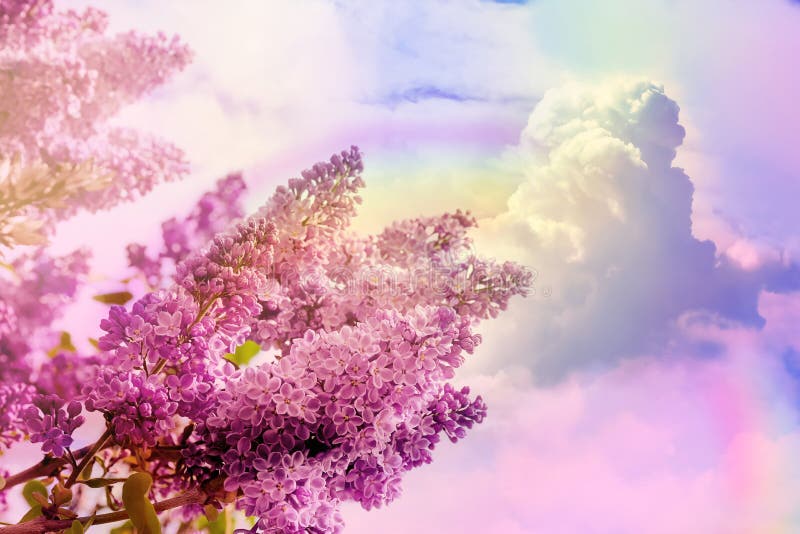 Lilac: Với màu sắc tươi sáng, hoa tuyết tùng là một trong những loài hoa được yêu thích nhất trên thế giới. Bức tranh hoa tuyết tùng này sẽ làm cho căn phòng của bạn thêm phần tươi sáng và dịu dàng hơn bao giờ hết, mang lại một không khí thư giãn và yên bình cho bạn. Translation: With bright colors, lilacs are one of the most beloved flowers in the world. This lilac tapestry will make your room brighter and more gentle than ever, bringing a relaxing and peaceful atmosphere to you.