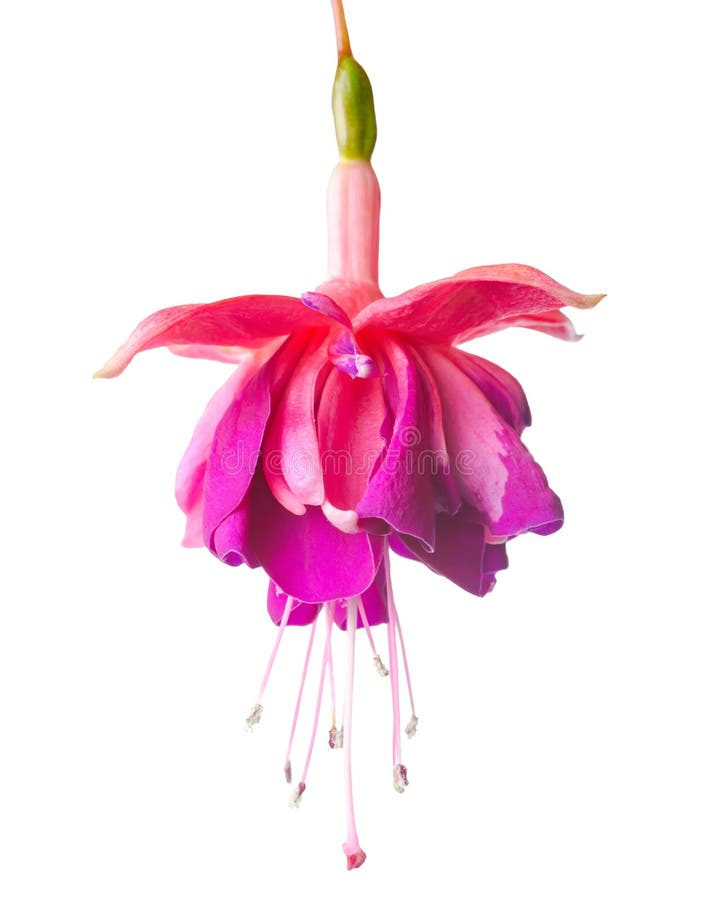 Blossoming lilac a fuchsia, isolated on white background