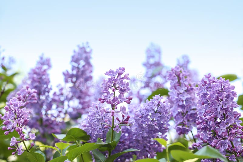 Blossoming Lilac on Spring Day Stock Image - Image of fragrant ...