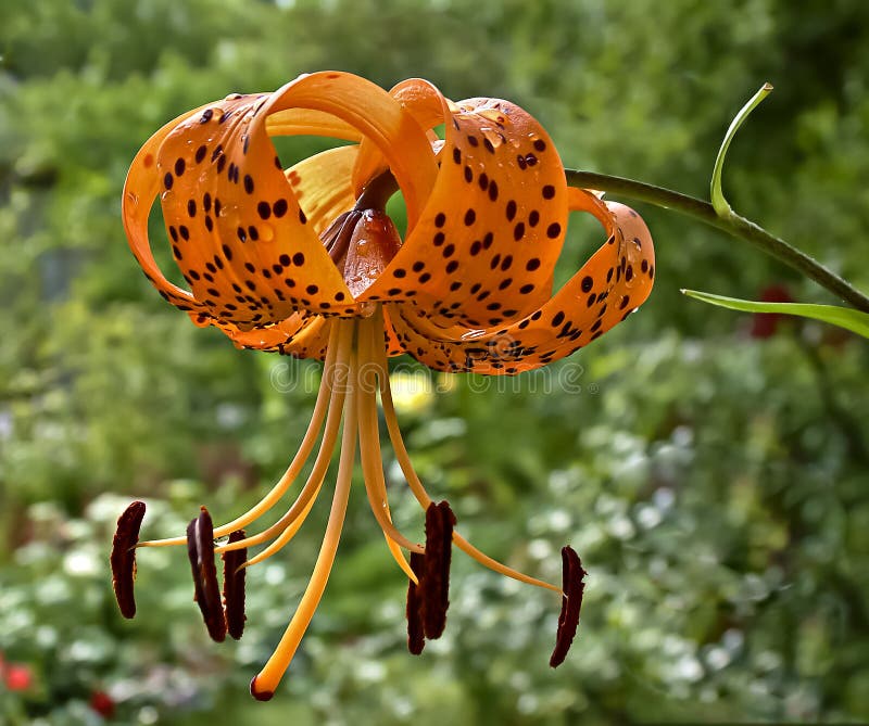 Blossoming lilium lancifolium