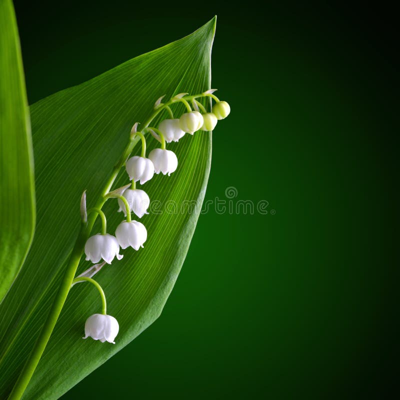 Blossoming lilly of the valley Convallaria majalis with green leaf.