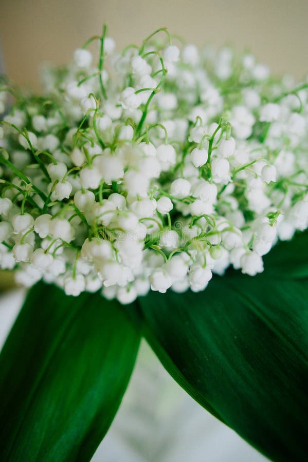 Blossoming Lily of the Valley in the Forest. Lily-of-the-valley ...