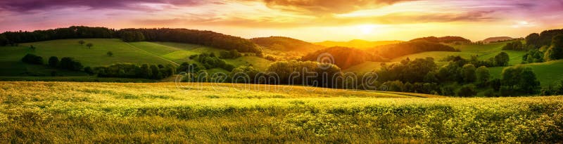 Blossoming meadow sunset panorama stock images Blossoming meadow sunset panorama stock images