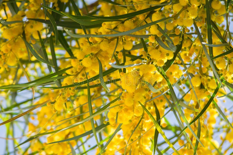 Blossoming of mimosa tree Acacia pycnantha, golden wattle close up in spring, bright yellow flowers, coojong