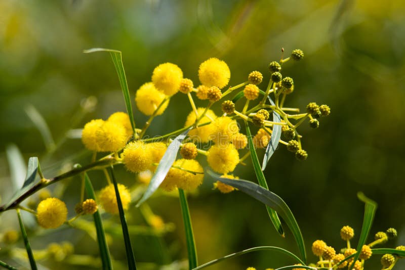 Blossoming of mimosa tree Acacia pycnantha,  golden wattle close up in spring, bright yellow flowers, coojong, golden wreath wat