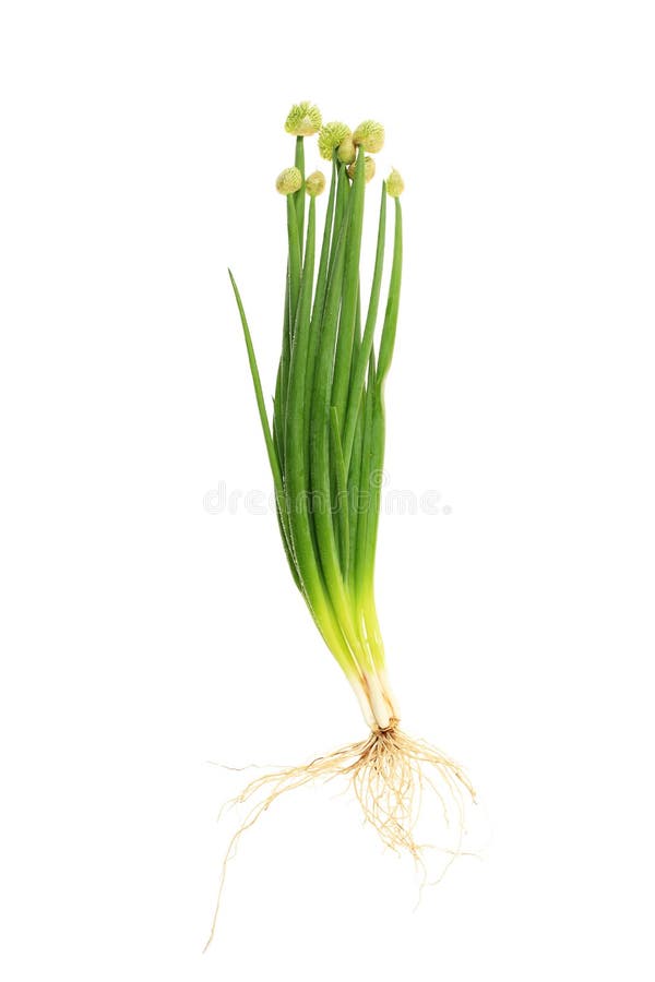 Blossoming onion