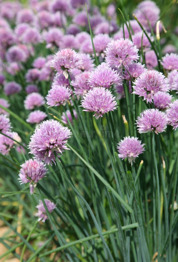 Blossoming onions stock photo. Image of feathers, violet 10999434