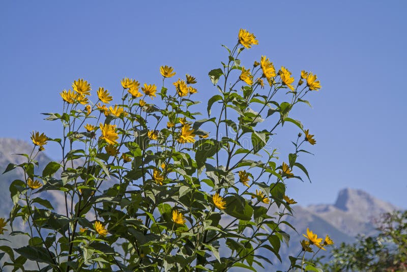 sunflower in front of the mountains of the Lechtaler Alps