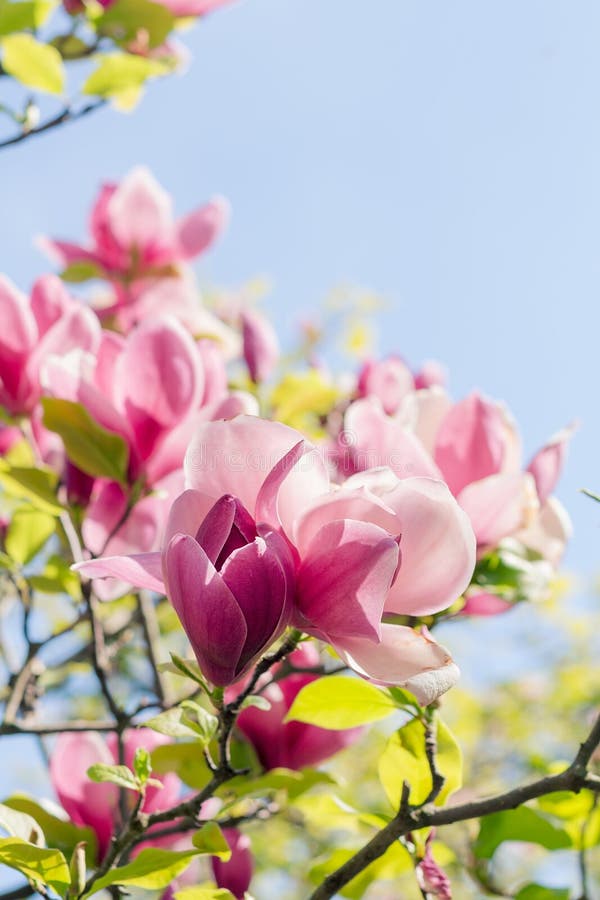 Blossoming of pink magnolia flowers in spring time