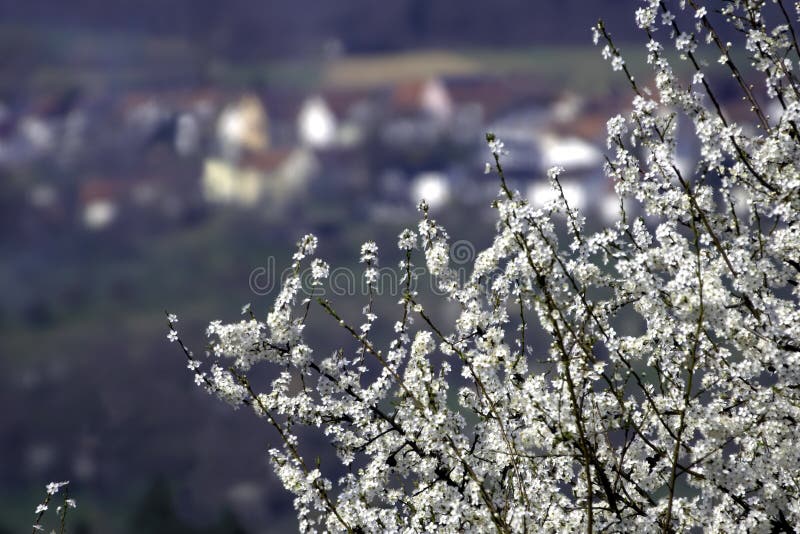In the spring flowering wild plum on a town background royalty free stock photo In the spring flowering wild plum on a town background royalty free stock photo