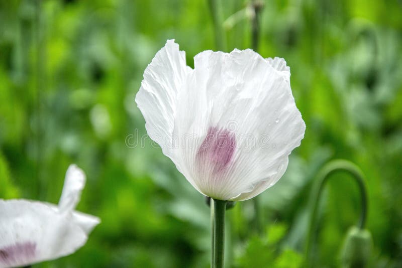 Blossoming poppies flowers. Flowering Poppy-heads field