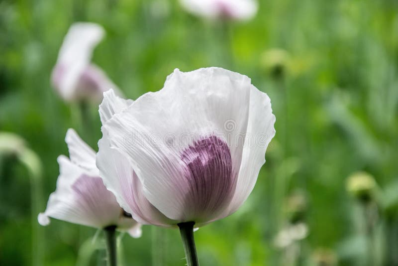 Blossoming poppies flowers. Flowering Poppy-heads field