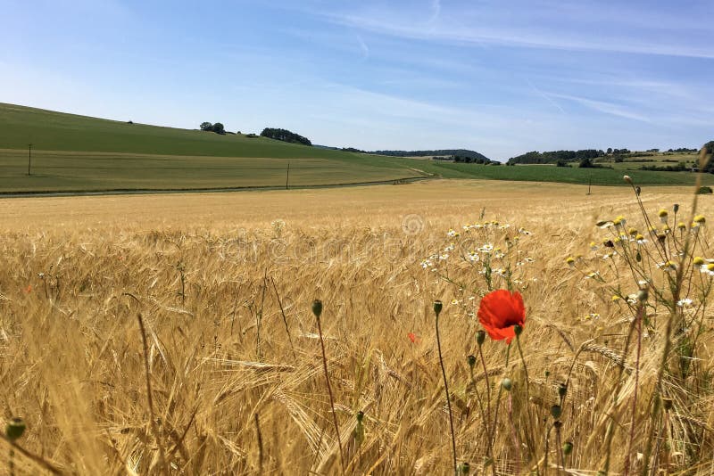 Blossoming Poppy Flower on a wheat / barley / rye crop field in the Eifel Landscape, Germany in beautiful summer sunshine