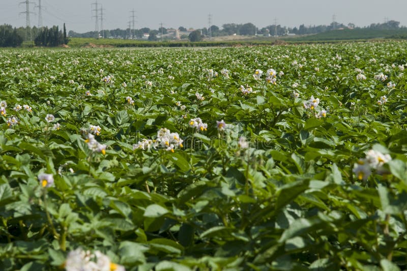 Blossoming Potato field